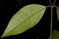 Eugenia macrosepala